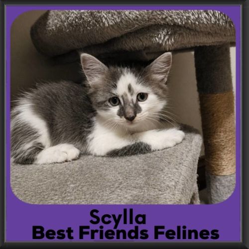 No photo for Scylla
