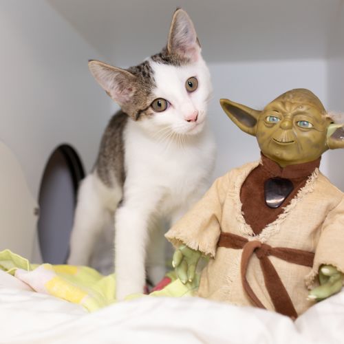 Ben Solo