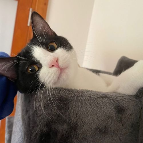 No photo for Goose