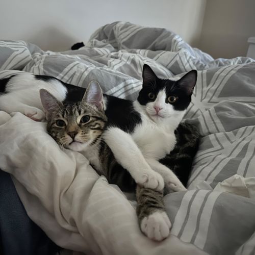 No photo for Maverick & Goose