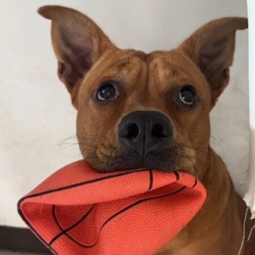No photo for Red Dog