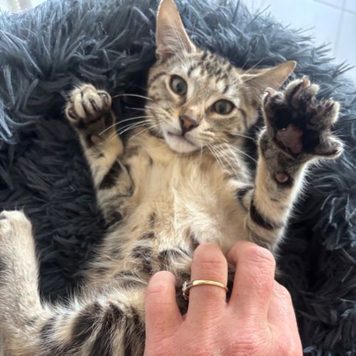 No photo for Reggie Meet Me@Petstock Mornington Nepean Hwy