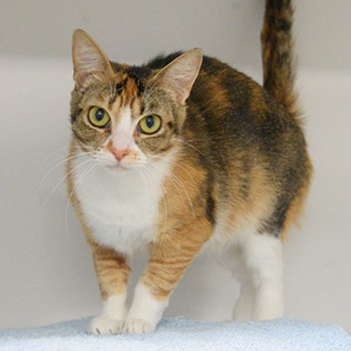 Heidi
