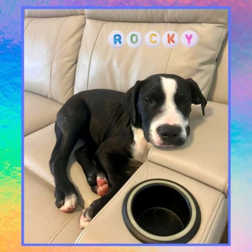 Rocky 