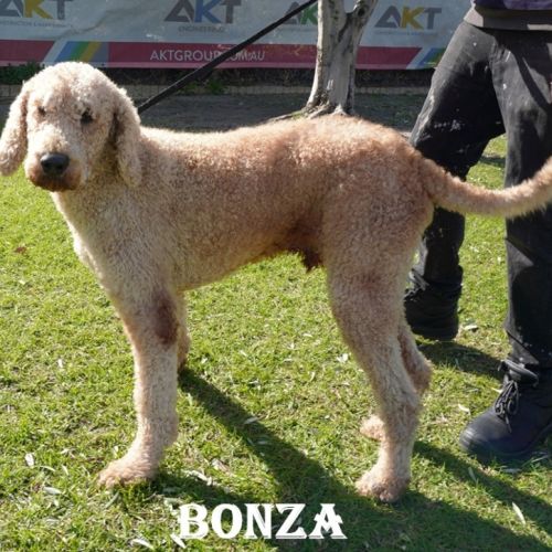 Bonza