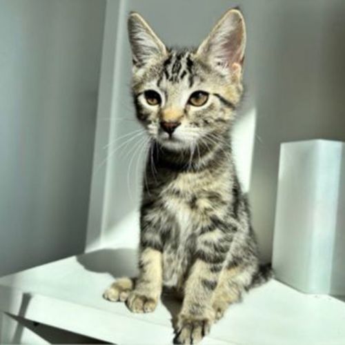 Basil