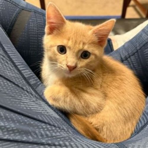 Nugget