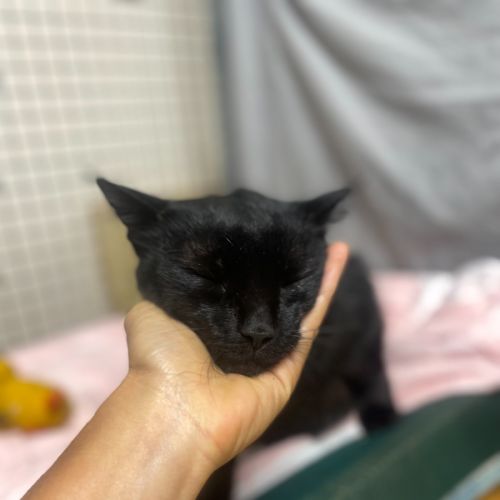 No photo for Smoochy