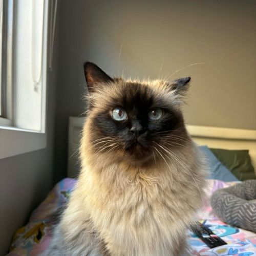 Bella