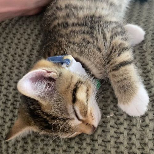 Sesame 💙