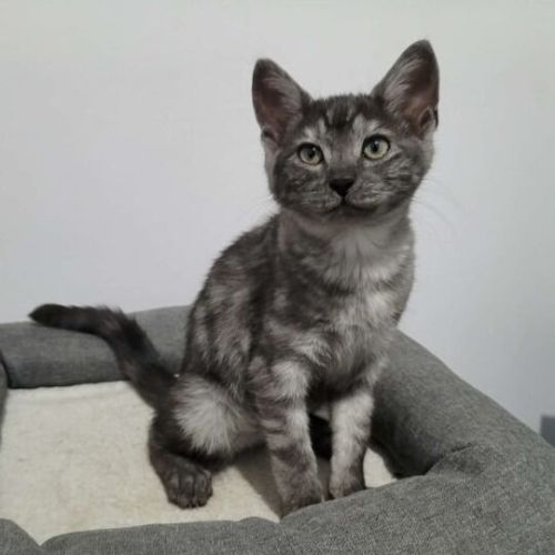 Harriet
