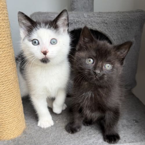 No photo for Rippy & Winki