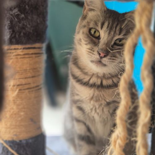 Cleo