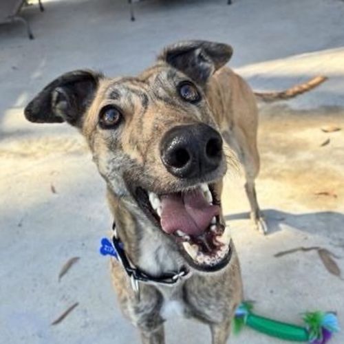 No photo for Zippy The Greyhound