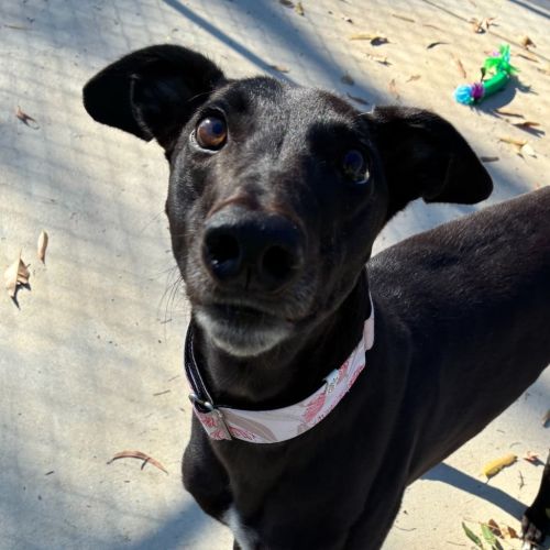 No photo for Kitty The Greyhound