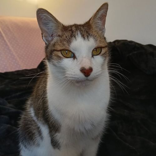 No photo for Tippy