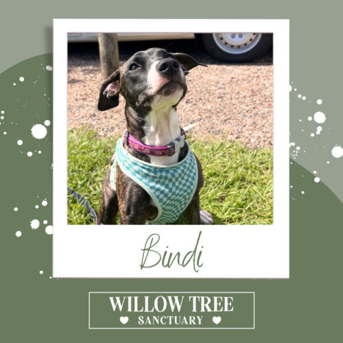 Bindi