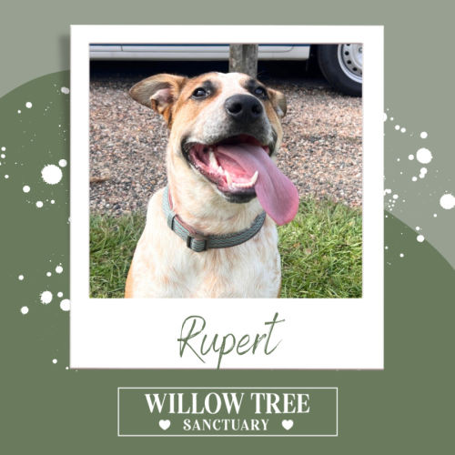 No photo for Rupert