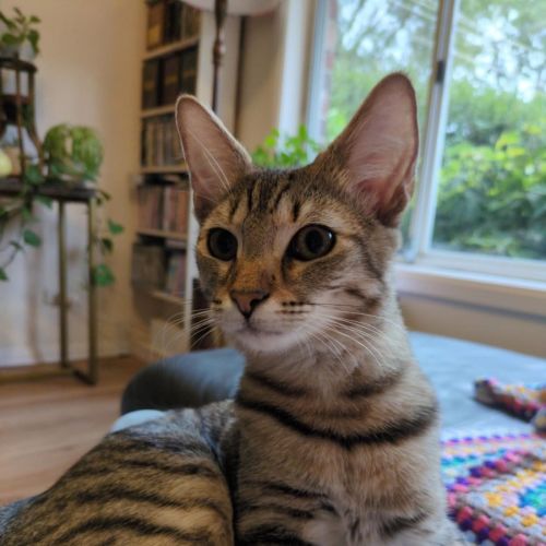 Nutmeg