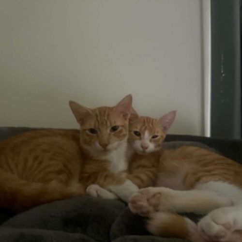 No photo for Kevin & Cheddar 