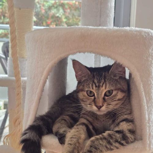 No photo for Cinnamon 