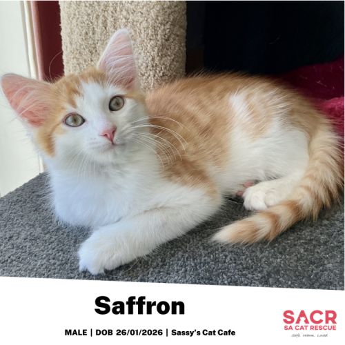 Saffron