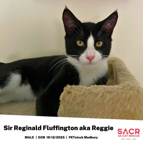 No photo for Sir Reginald Fluffington Aka Reggie