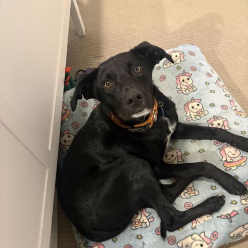 Max