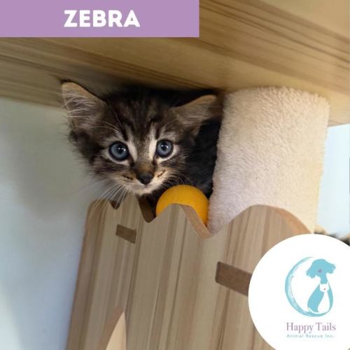 Zebra
