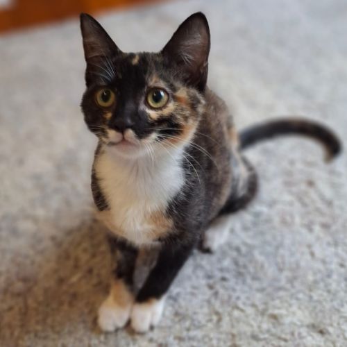 Ember