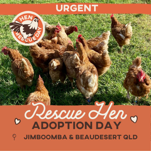 No photo for Adoption Day  Rescue Hens  Se Qld