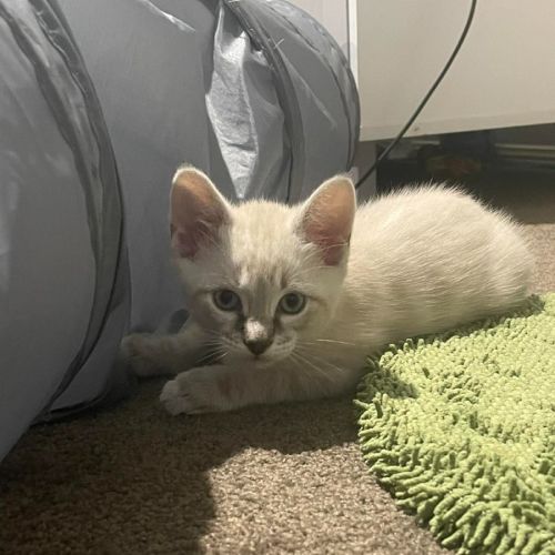 No photo for Luna