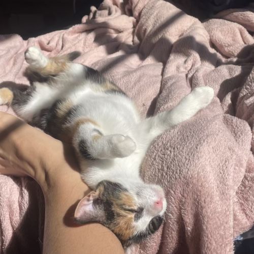 No photo for Peach