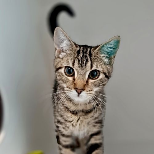 No photo for Luna