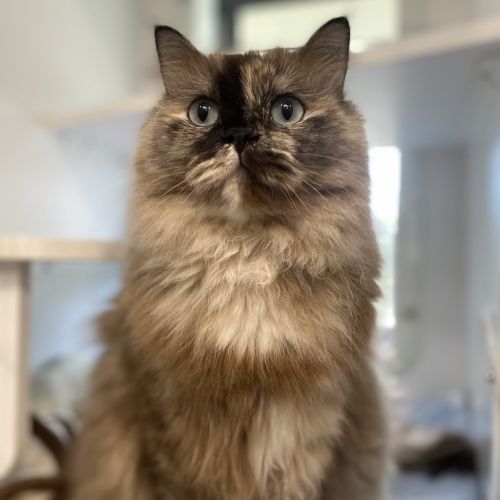 Hera