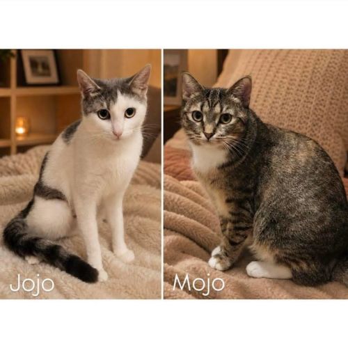 No photo for 12600/903 Mojo & Jojo