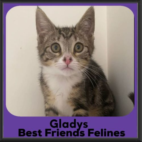 No photo for Gladys