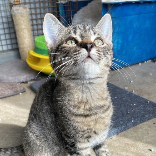 Max