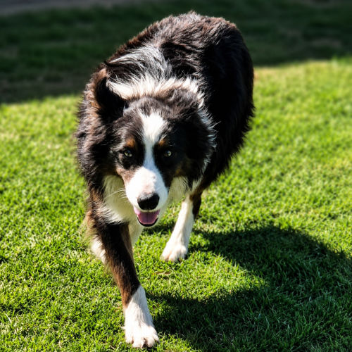 Bailey