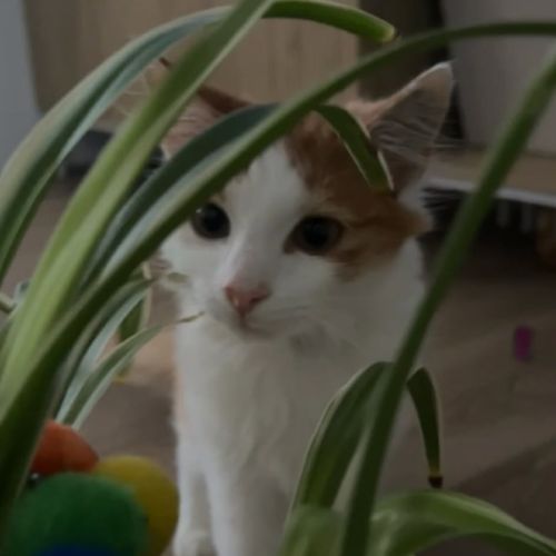 Simba