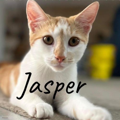 Jasper