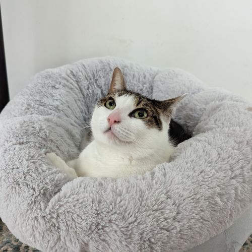 Tabitha