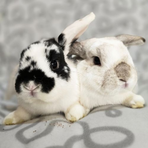 No photo for Puddles & Thunder (Located In Wantirna South)