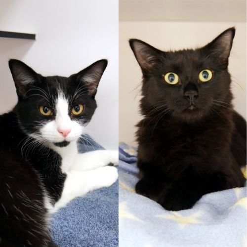 Pugsley SUK014699 & Wednesday SUK014701
