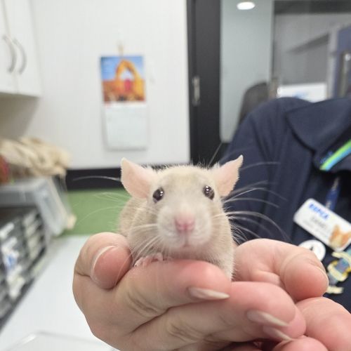 Ratbert