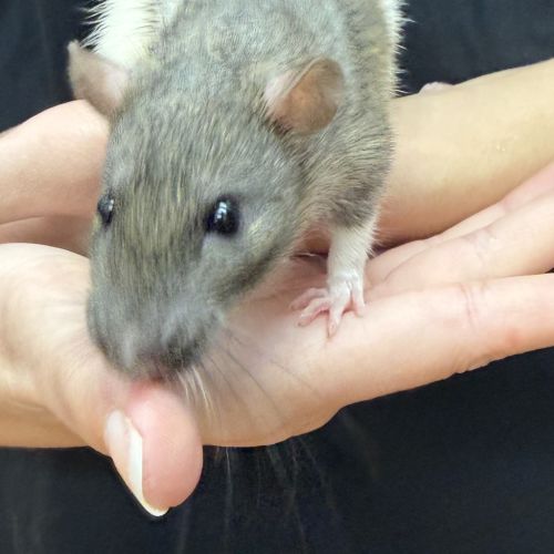 Ratthew