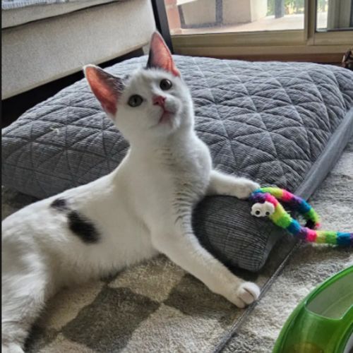 No photo for Lady