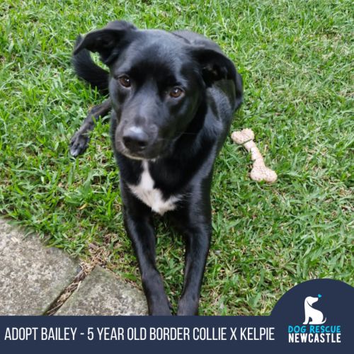 No photo for Bailey   5 Year Old Border Collie X Kelpie