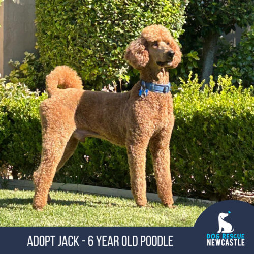 No photo for Jack   6 Year Old Poodle