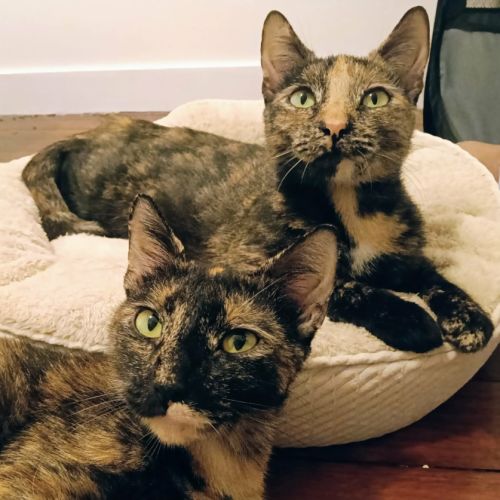 Gia & Semolina 💜